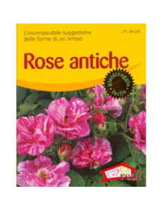Rose Antiche