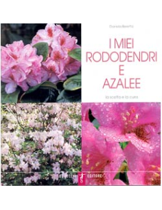 I miei Rododendri e Azalee
