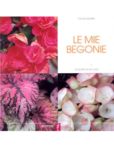 Le mie Begonie