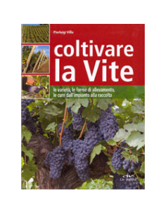 Coltivare la Vite