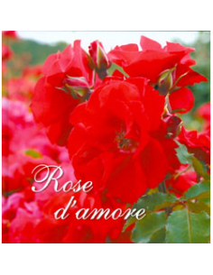 Rose d'Amore