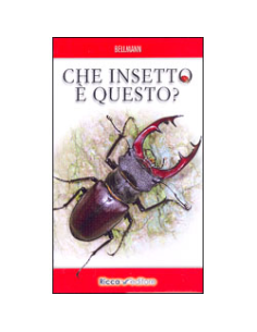 Che insetto è questo