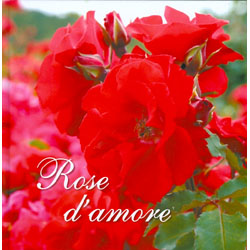 Rose d'Amore