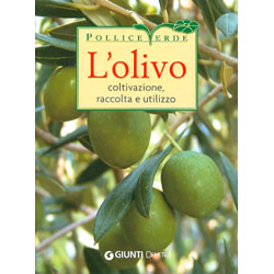 L'olivocoltivazione, raccolta e utilizzo