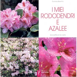 I miei Rododendri e Azaleela scelta e la cura