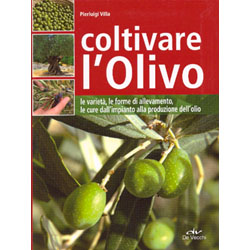 Coltivare l'Olivo Le varietà le forme di allevamento le cure dell'impianto