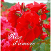 Rose d'Amore<br />