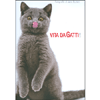 Vita Da Gatti!