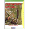 Cordyceps Sinensis<br />Fontana di giovinezza